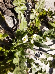 Capsella bursa-pastoris