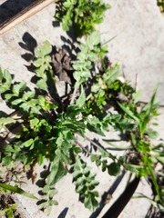 Capsella bursa-pastoris