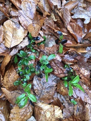 Vaccinium vitis-idaea