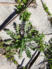 Capsella bursa-pastoris