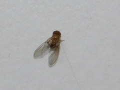 Drosophila repleta