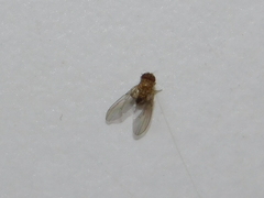 Drosophila repleta
