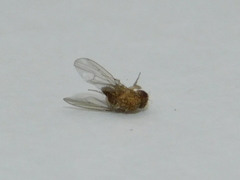 Drosophila repleta