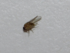 Drosophila repleta