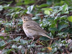 Anthus hodgsoni