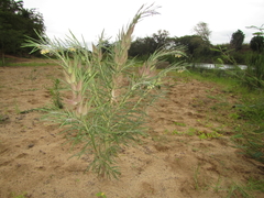 Gomphocarpus tomentosus tomentosus