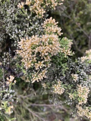 Ozothamnus hookeri