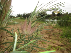 Gomphocarpus tomentosus tomentosus