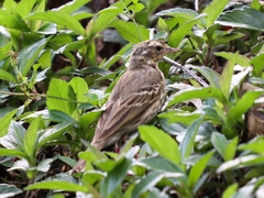 Anthus hodgsoni