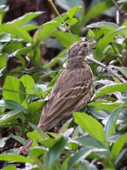 Anthus hodgsoni