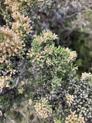 Ozothamnus hookeri