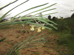 Gomphocarpus tomentosus tomentosus