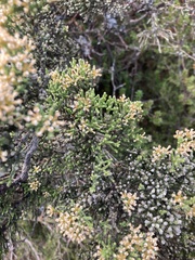 Ozothamnus hookeri