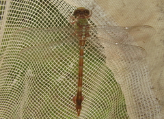 Paragomphus elpidius