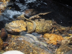 Opisthotropis lateralis