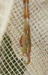 Paragomphus elpidius