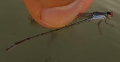 Pseudagrion sublacteum