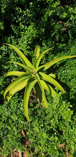 Image of Aloe vanbalenii by (c) Brendan Smith, some rights reserved (CC BY-SA)