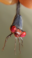 Pseudagrion sublacteum