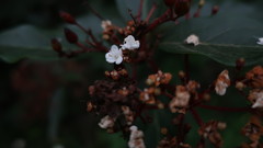 Viburnum tinus
