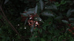 Viburnum tinus