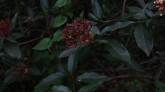 Viburnum tinus