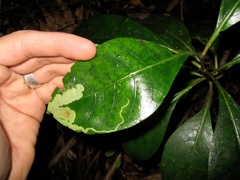 Corythoxestis zorionella