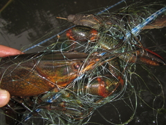 Cherax quadricarinatus