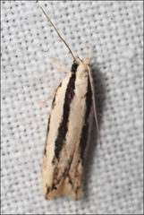 Ardozyga chionoprora