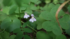 Cymbalaria muralis