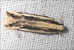 Ardozyga chionoprora