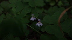 Cymbalaria muralis