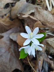 Scilla mischtschenkoana