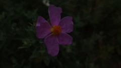Cistus albidus