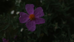 Cistus albidus