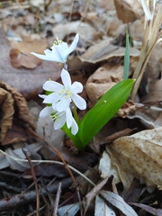 Scilla mischtschenkoana