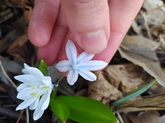 Scilla mischtschenkoana