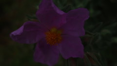 Cistus albidus