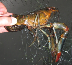 Cherax quadricarinatus