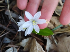 Scilla mischtschenkoana