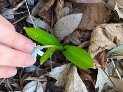 Scilla mischtschenkoana