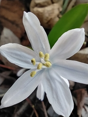 Scilla mischtschenkoana