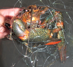 Cherax quadricarinatus