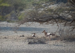 Gazella arabica
