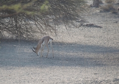 Gazella arabica
