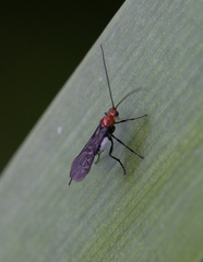 Campyloneurus