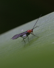 Campyloneurus