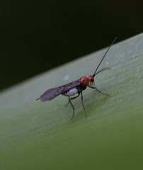 Campyloneurus