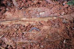 Ooperipatellus