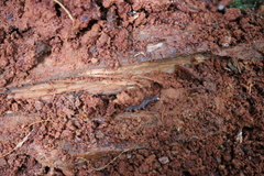 Ooperipatellus